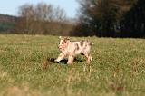 BERGER AUSTRALIEN PUPPIES 702